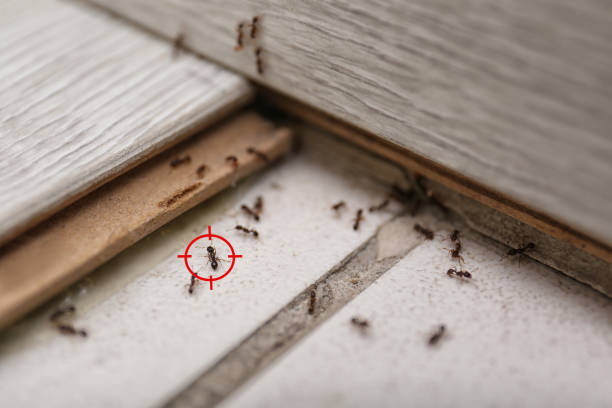 Reliable Pine Lake Park, NJ Pest Control Solutions