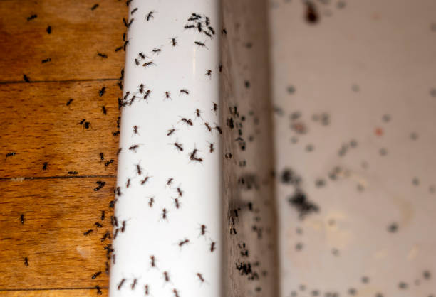 Best Pest Removal Services  in Pine Lake Park, NJ